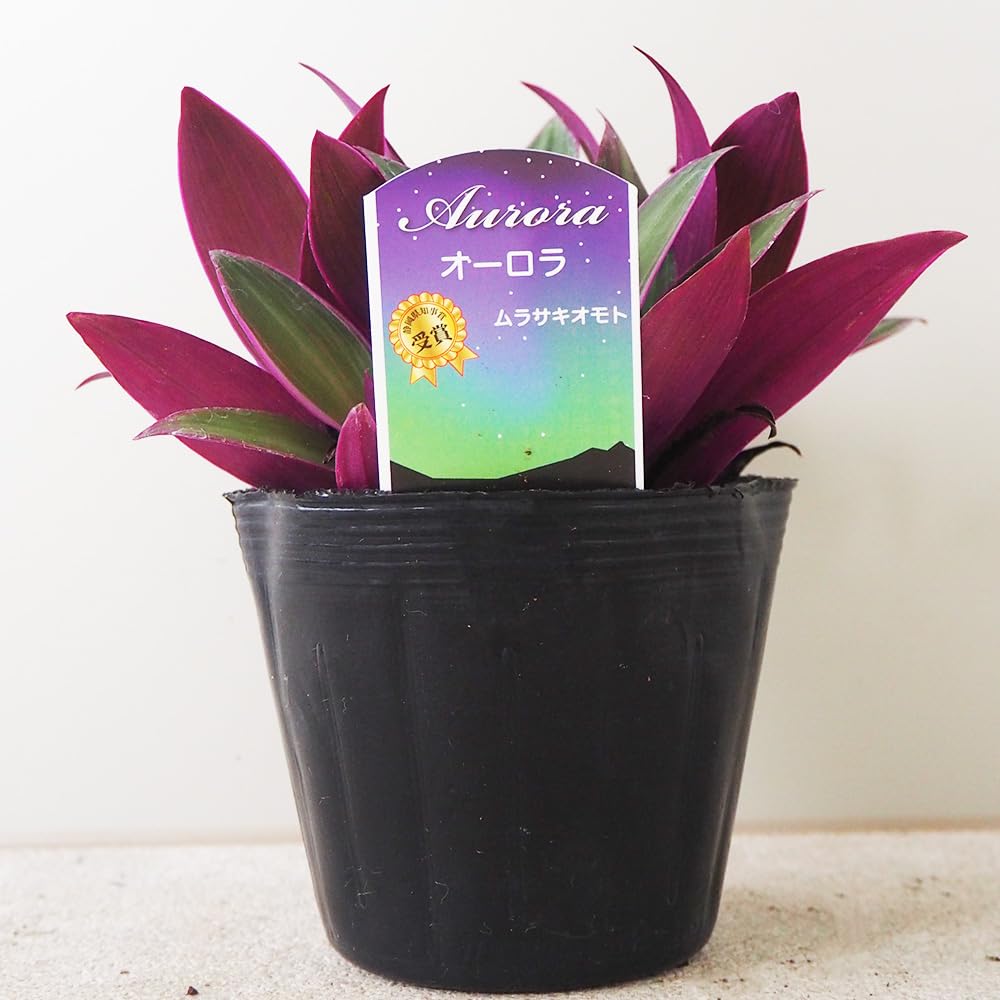 Amazon｜ITANSE ムラサキオモト オーロラ 3.5号 4個セット【品種